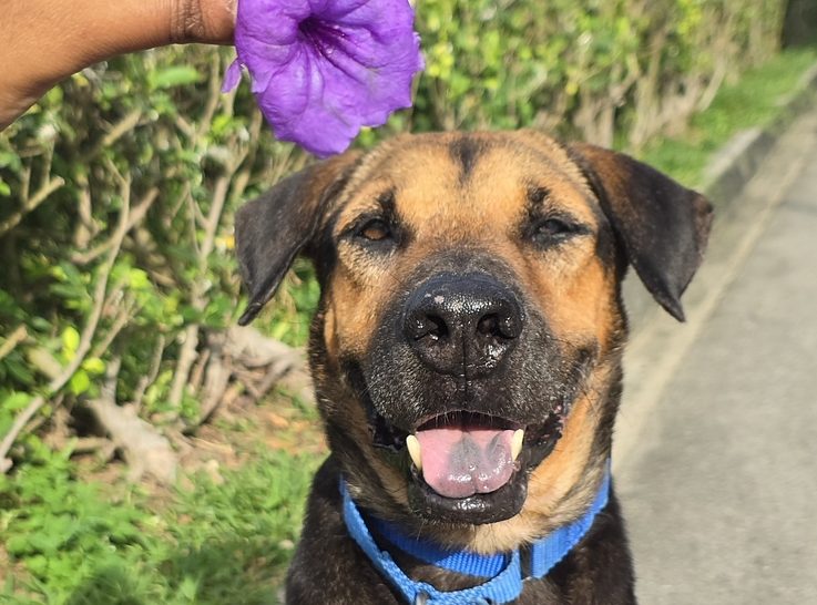 Elliot3