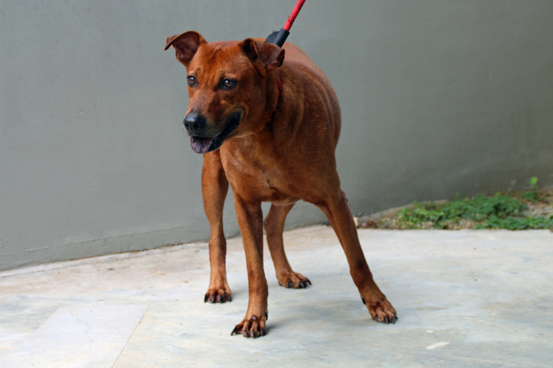 Coby3 (1)