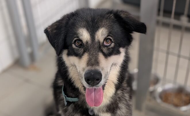 Arya
