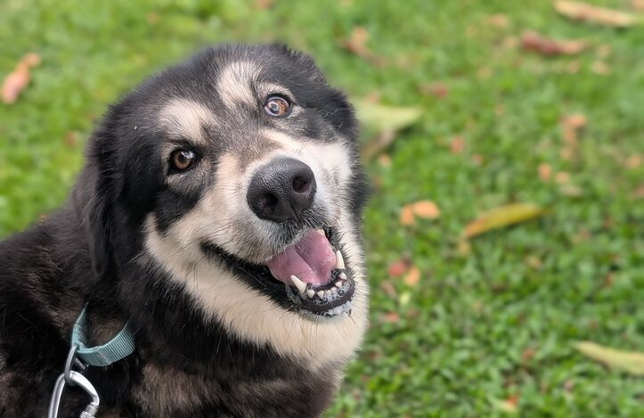 Arya3